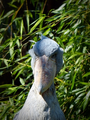 Nature grass bird animal Photo