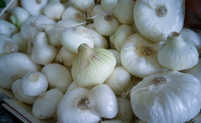 Plant white food garlic Photo