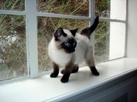 Hair window animal looking Photo