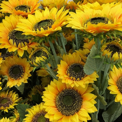 Plant field flower yellow Photo