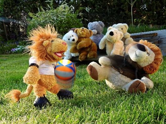 Sport play animal bear Photo