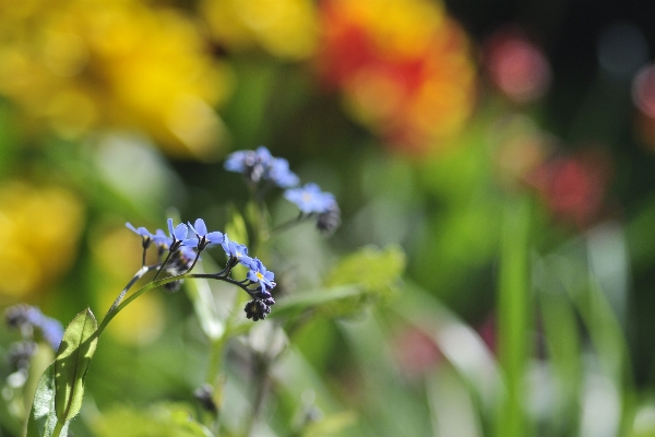 Nature grass blossom bokeh Photo