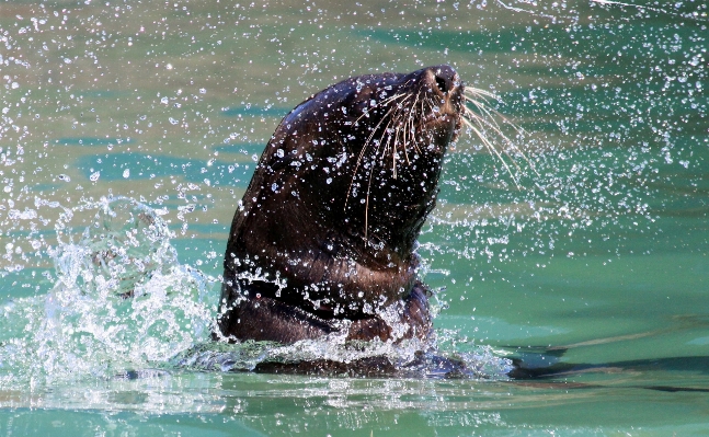 海 水 自然 海洋 写真