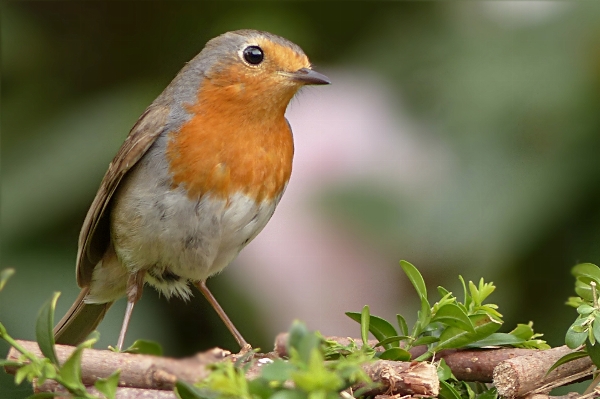 Nature branch bird wildlife Photo