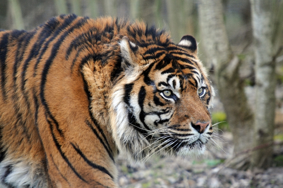 Animal fauna silvestre salvaje zoo