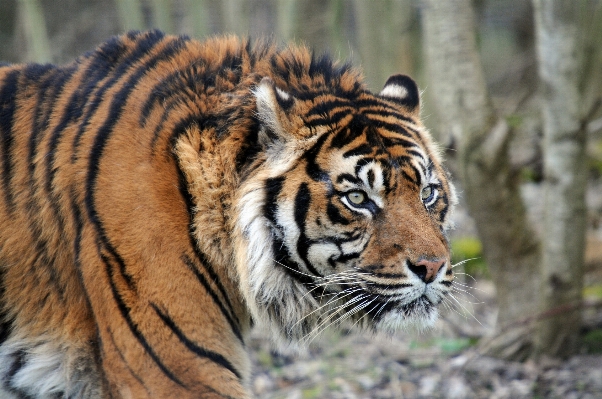 動物 野生動物 野生 動物園 写真