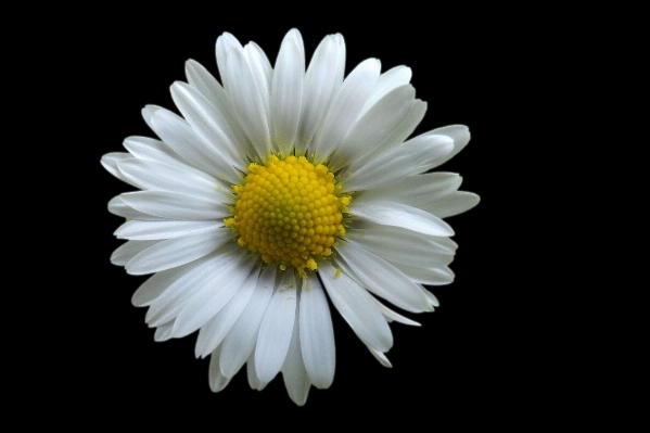 Foto Fiore bianco e nero
 pianta