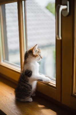 Foto Finestra gattino gatto mammifero