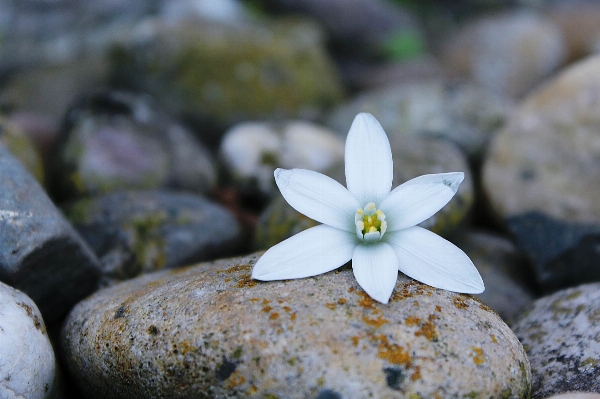 自然 rock 花 植物 写真