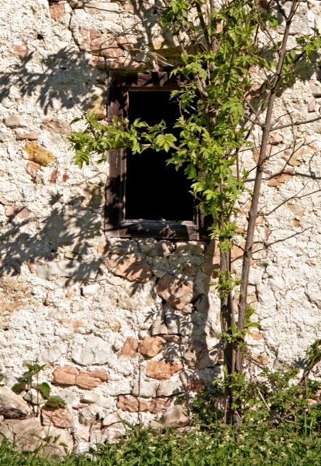 Albero architettura sentiero fiore