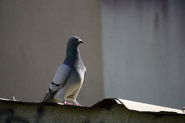 Natur vogel flügel weiss Foto