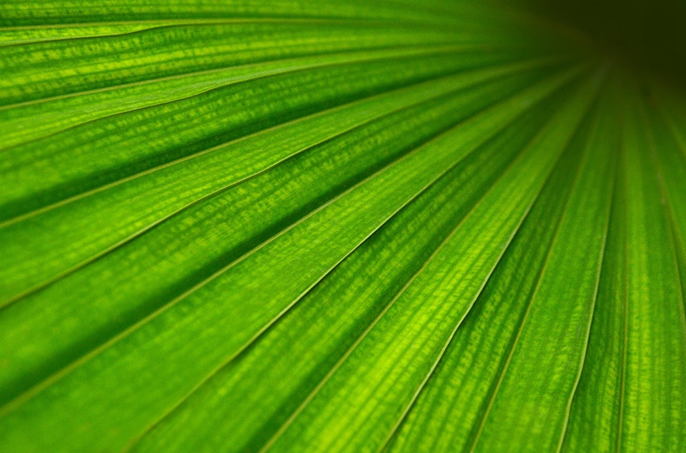 Arbre herbe structure usine