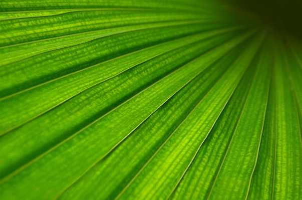 Tree grass structure plant Photo