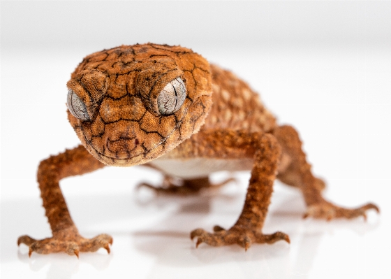 Photo Animal faune orange rugueux