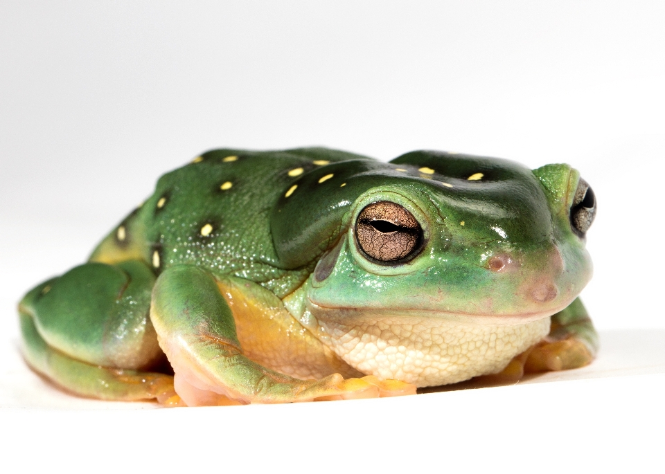 Natura zwierzę staw dzikiej przyrody