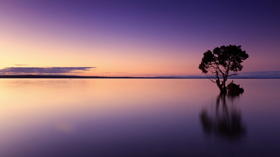 Beach landscape sea tree