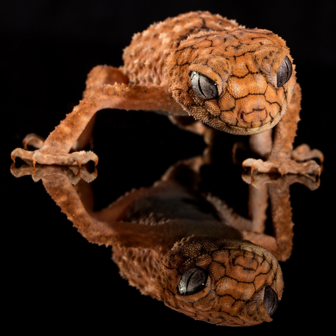 Yaban hayatı sürüngen fauna kertenkele