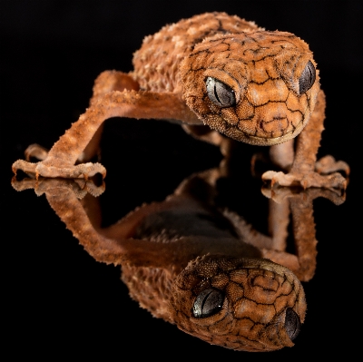 Foto Margasatwa reptil fauna kadal