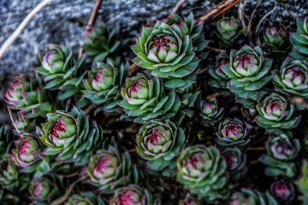 Nature cactus plant leaf Photo