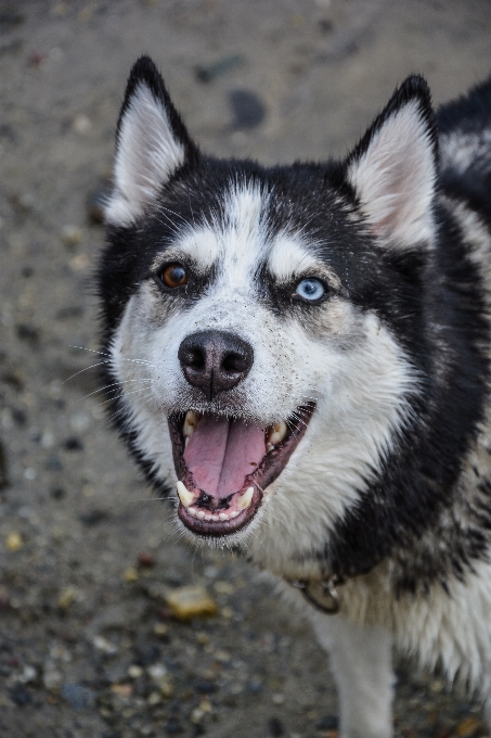 アウトドア 白 犬 動物