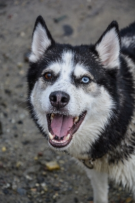 Foto All'aperto bianco cane animale