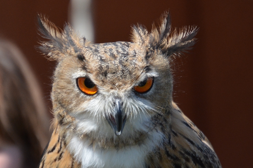 Vogel flügel tierwelt schnabel