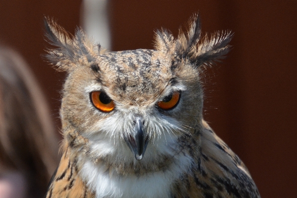 Bird wing wildlife beak Photo