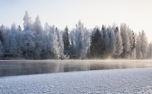 Landscape tree water nature Photo