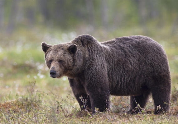 Bear wildlife mammal fauna Photo