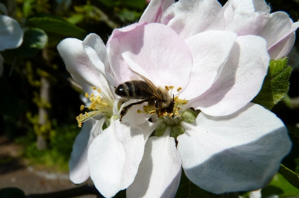 Zdjęcie Apple natura kwitnąć zakład