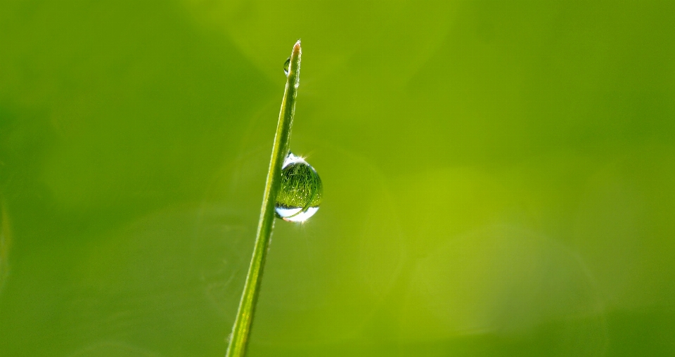 Water nature grass branch