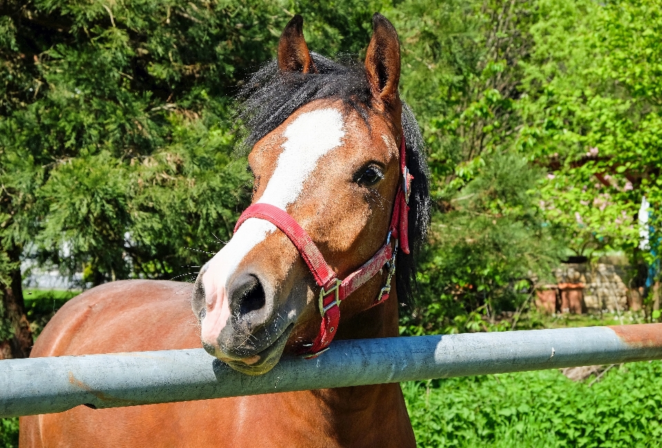 Paesaggio fiore animale pascolo
