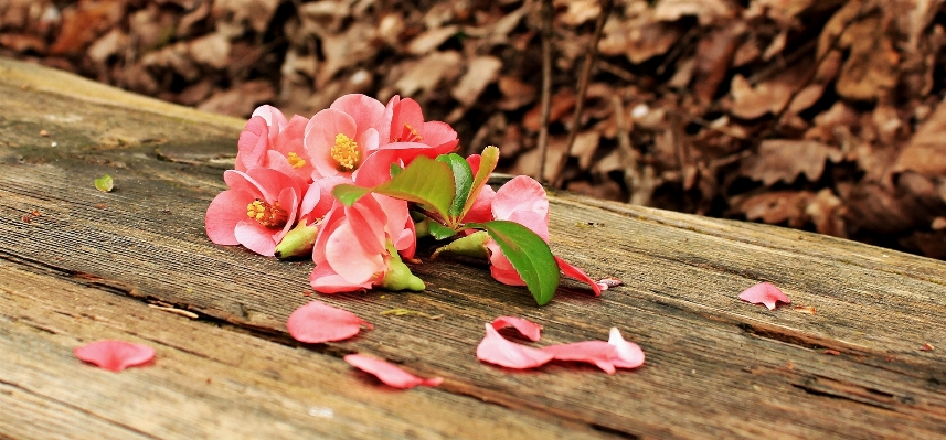 Nature blossom plant wood Photo