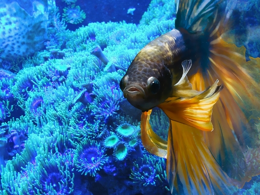 Abstract animal underwater swim Photo