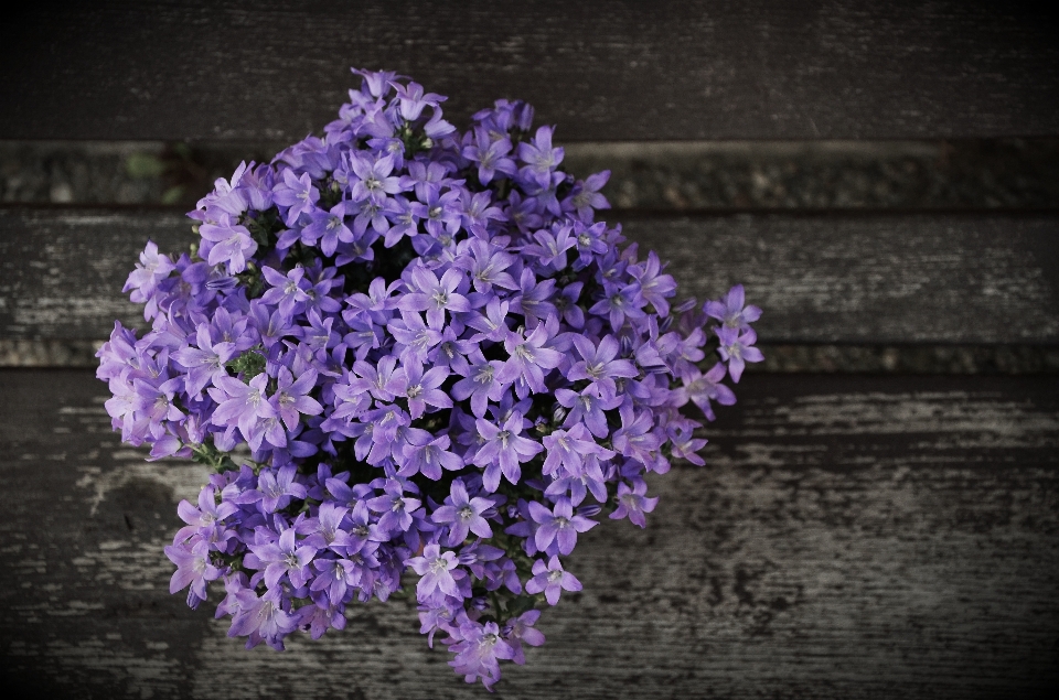 Blossom plant flower purple