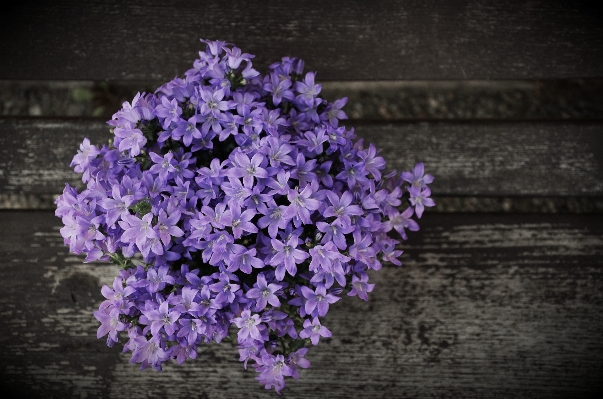 Blossom plant flower purple Photo