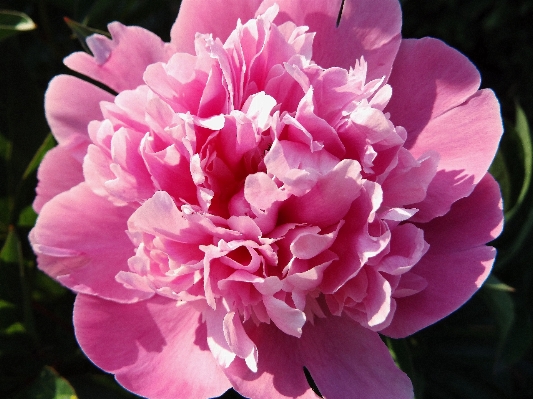 Blossom plant sunlight flower Photo