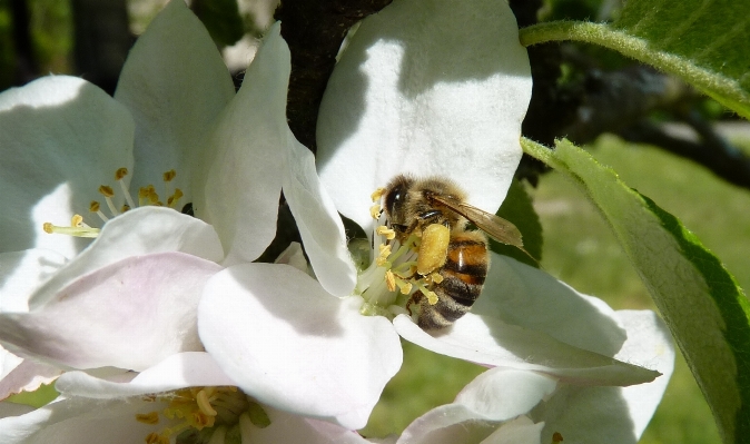 Zdjęcie Apple natura kwitnąć zakład