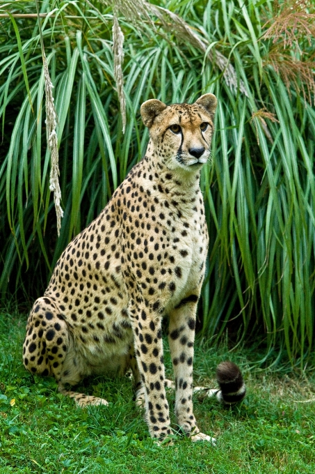 Natureza olhando animais selvagens jardim zoológico