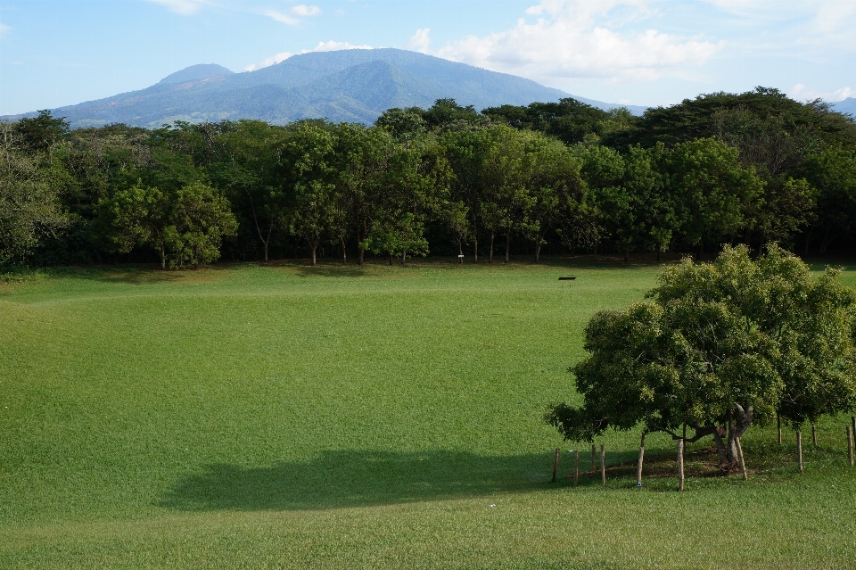 Landschaft baum natur gras