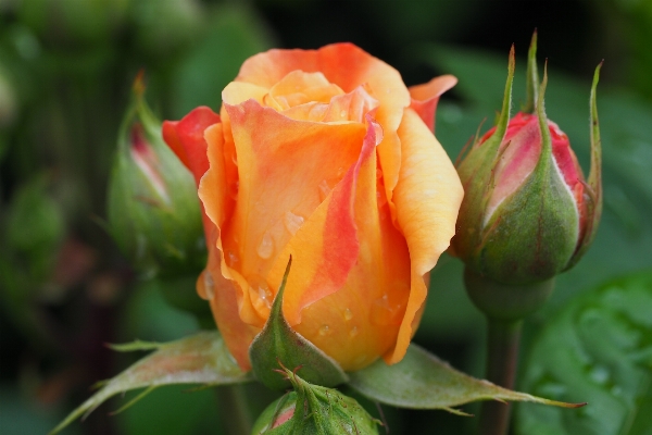 Blossom plant flower petal Photo