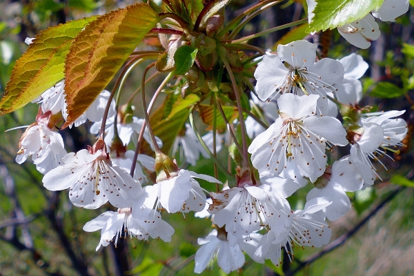 Tree nature outdoor branch Photo