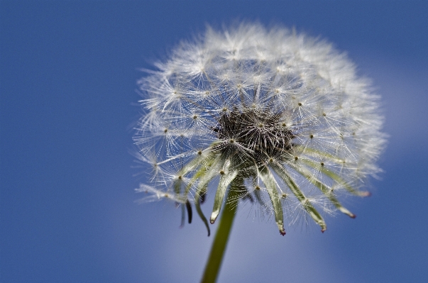 Nature grass branch plant Photo