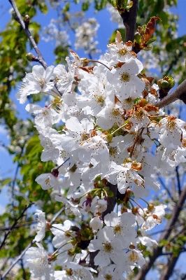 Tree nature outdoor branch Photo