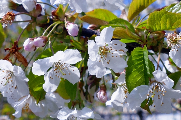 Tree nature outdoor branch Photo