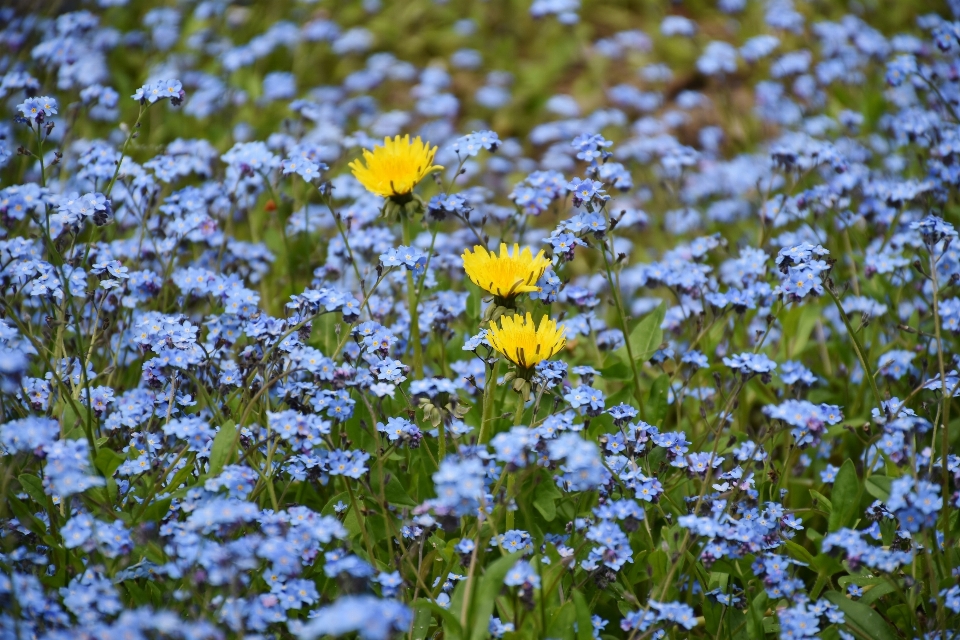 Natureza florescer plantar campo