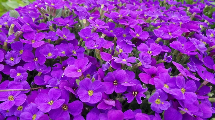 Foto Florescer plantar flor roxo