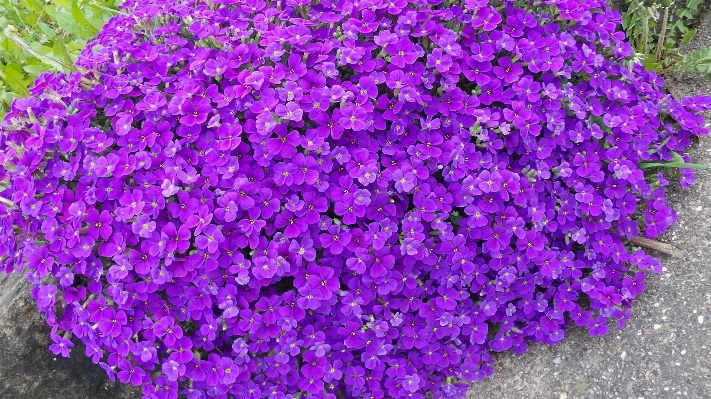 Blossom plant flower purple Photo