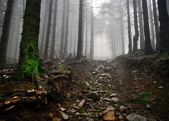 Tree nature forest wilderness Photo