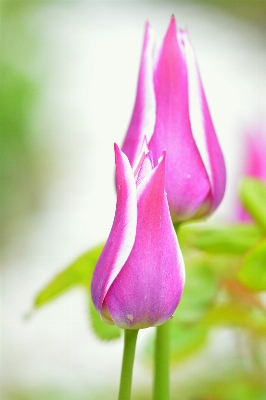 Blossom plant photography flower Photo